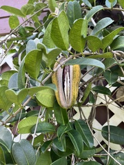 Stephanotis floribunda