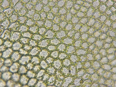 Scapania irrigua