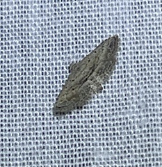 Araeopteron canescens