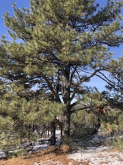 Pinus canariensis