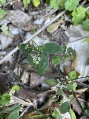 Euphorbia graminea