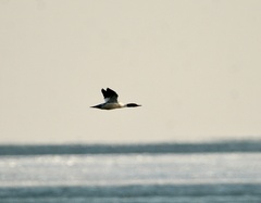 Mergus merganser americanus