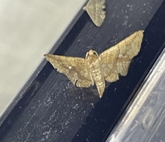 Thyrididae