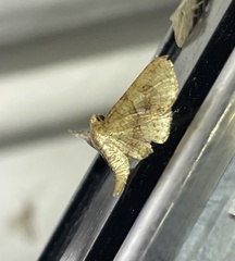 Thyrididae
