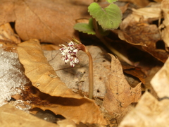 Erigenia bulbosa