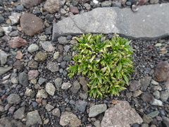 Colobanthus quitensis