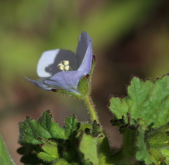 Phacelia viscida