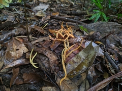 Clavulinopsis