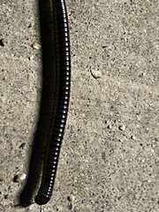 Brachyiulus