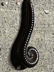 Brachyiulus