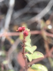 Euphorbia tomentulosa