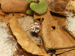 Erigenia bulbosa