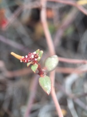 Euphorbia tomentulosa