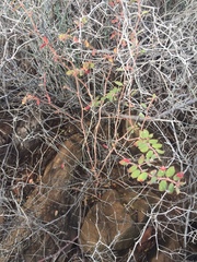 Euphorbia tomentulosa