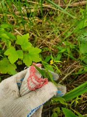 Melampyrum sylvaticum