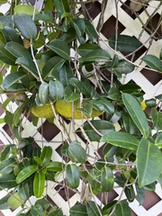 Stephanotis floribunda