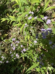Ageratum houstonianum
