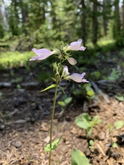 Penstemon whippleanus