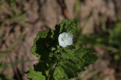 Phacelia viscida