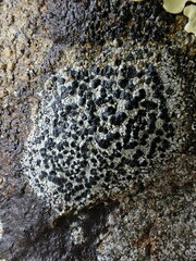 Caliciaceae