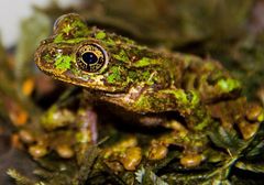 Oaxacan Cloud-Forest Treefrog photo 2