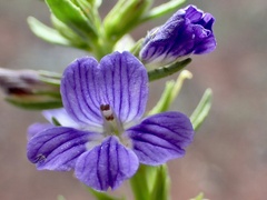 Stemodia florulenta