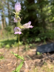 Penstemon whippleanus