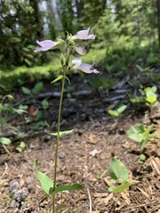 Penstemon whippleanus