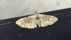 Mnesiloba eupitheciata