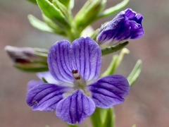 Stemodia florulenta