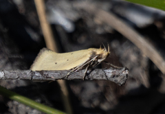 Telocharacta metachroa