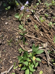 Penstemon whippleanus