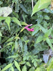 Dicliptera sexangularis