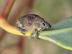Oxyops fasciatus