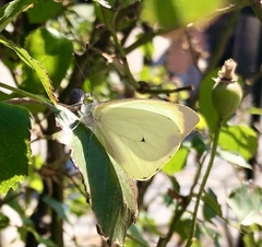 Leptophobia