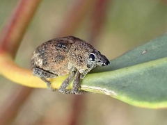 Oxyops fasciatus