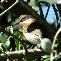 Batis capensis capensis