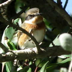 Batis capensis capensis