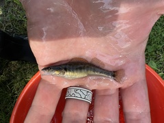 Percina phoxocephala