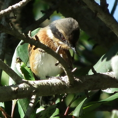 Batis capensis capensis