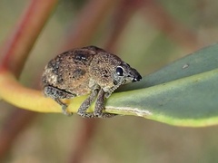 Oxyops fasciatus
