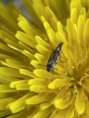 Scythris trivinctella
