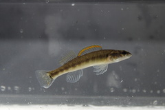 Percina phoxocephala