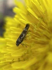 Scythris trivinctella