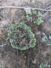 Asterella