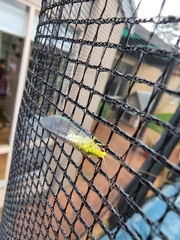 Italochrysa insignis