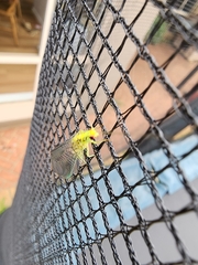 Italochrysa insignis