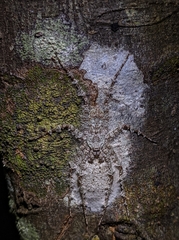 Pandercetes