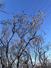 Rhododendron micranthum