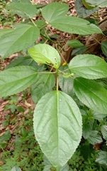 Dendrocnide photiniiphylla